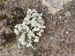 Cladonia caroliniana