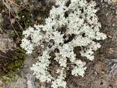 Cladonia caroliniana