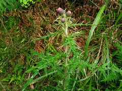 Cirsium suzukii