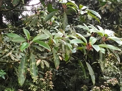 Daphniphyllum himalaense