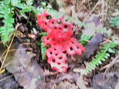 Clathrus crispatus