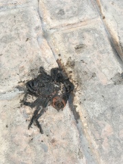 Tliltocatl epicureanus