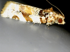 Argyrotaenia kimballi