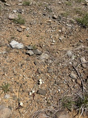 Lewisia oppositifolia