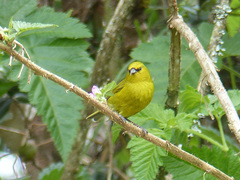 Chlorodrepanis virens