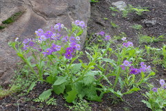 Solanum paposanum