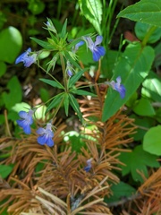 Collinsia grandiflora