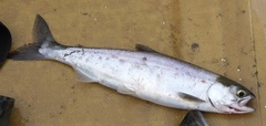 Oncorhynchus nerka