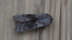 Orthosia opima