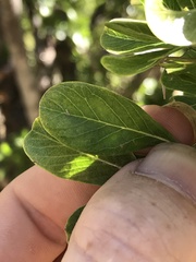 Petalostigma