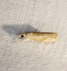 Culladia hastiferalis