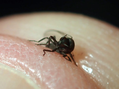 Austrosimulium