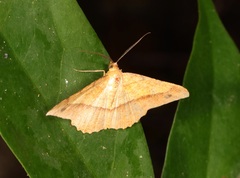 Pseudonadagara semicolor