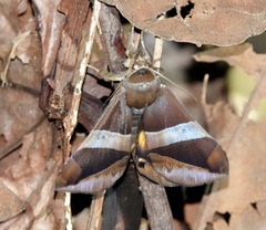 Bastilla fulvotaenia