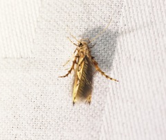 Stathmopoda stimulata