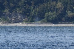 Eschrichtius robustus