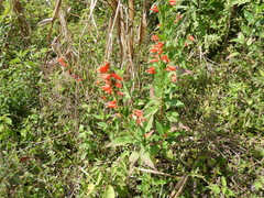 Cuphea schumannii, photograph (c) Leticia Jiménez Hernández, some rights reserved (CC BY-SA)