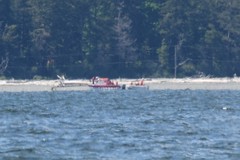 Eschrichtius robustus