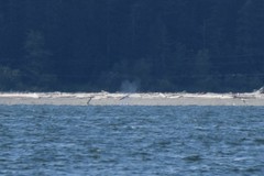 Eschrichtius robustus