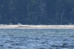 Eschrichtius robustus