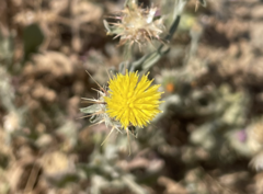 Centaurea melitensis