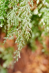 Hymenophyllum australe