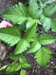 Rubus hawaiensis