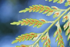 Asplenium gracillimum