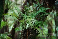 Asplenium gracillimum