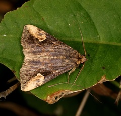 Pseudosphetta fissisigna