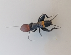 Sciobia caliendra