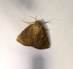 Amyna axis