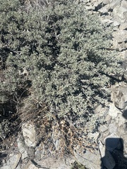 Artemisia arbuscula