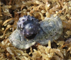 Chiton squamosus