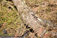 Ctenotus labillardieri