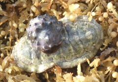 Chiton squamosus
