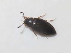 Proteinus brachypterus