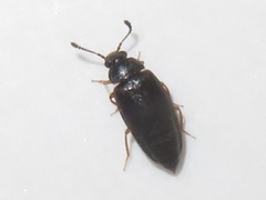 Proteinus brachypterus