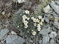 Myosotis pulvinaris