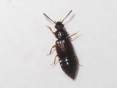 Omalium rivulare