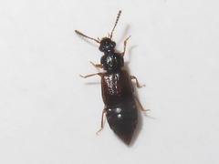 Omalium rivulare