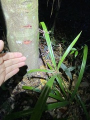 Cyperus pedunculosus