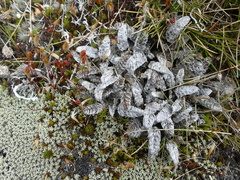 Anisotome lanuginosa