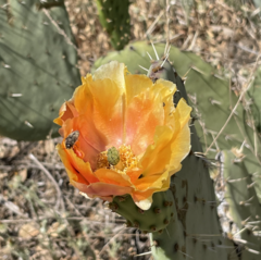 Opuntia