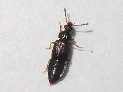 Omalium rivulare