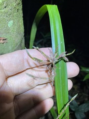 Cyperus pedunculosus