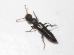 Rugilus rufipes