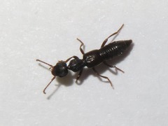 Rugilus rufipes