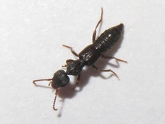 Rugilus rufipes