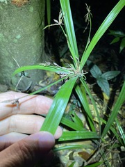 Cyperus pedunculosus